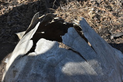 Chelonoidis niger vandenburghi