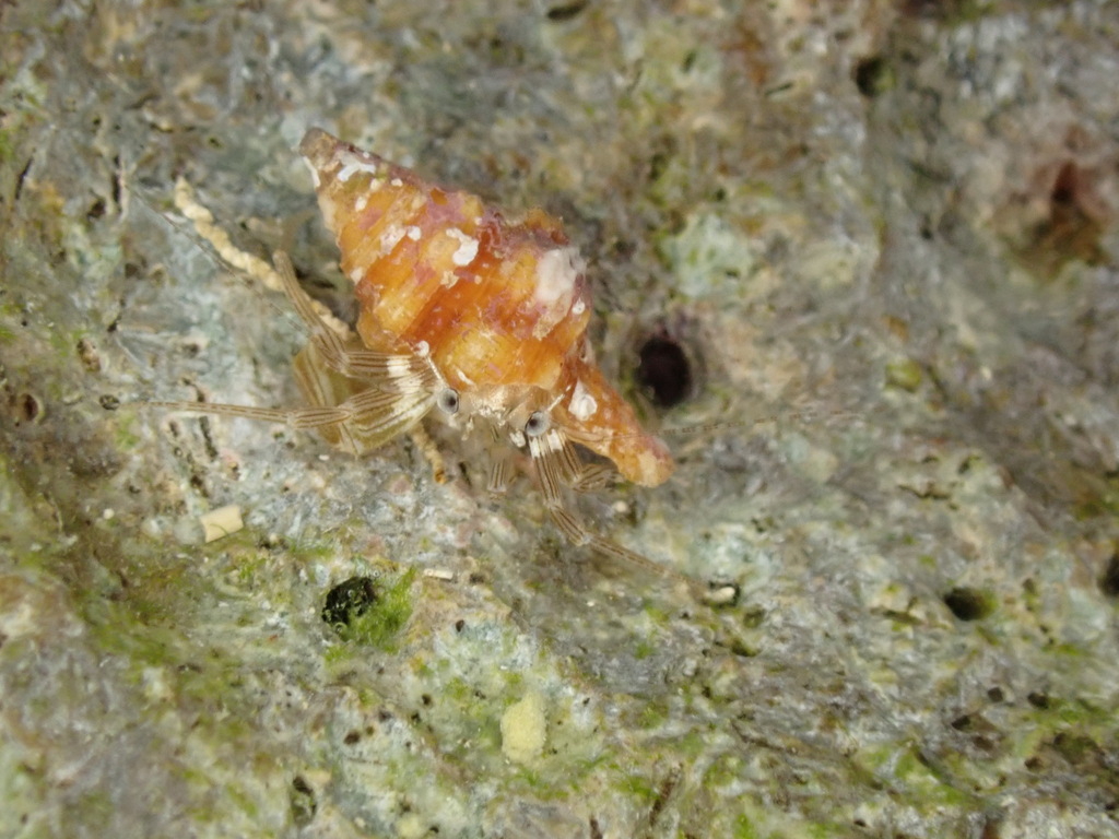 Pagurixus maorus