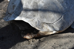 Chelonoidis niger vandenburghi