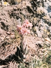 Sempervivum marmoreum