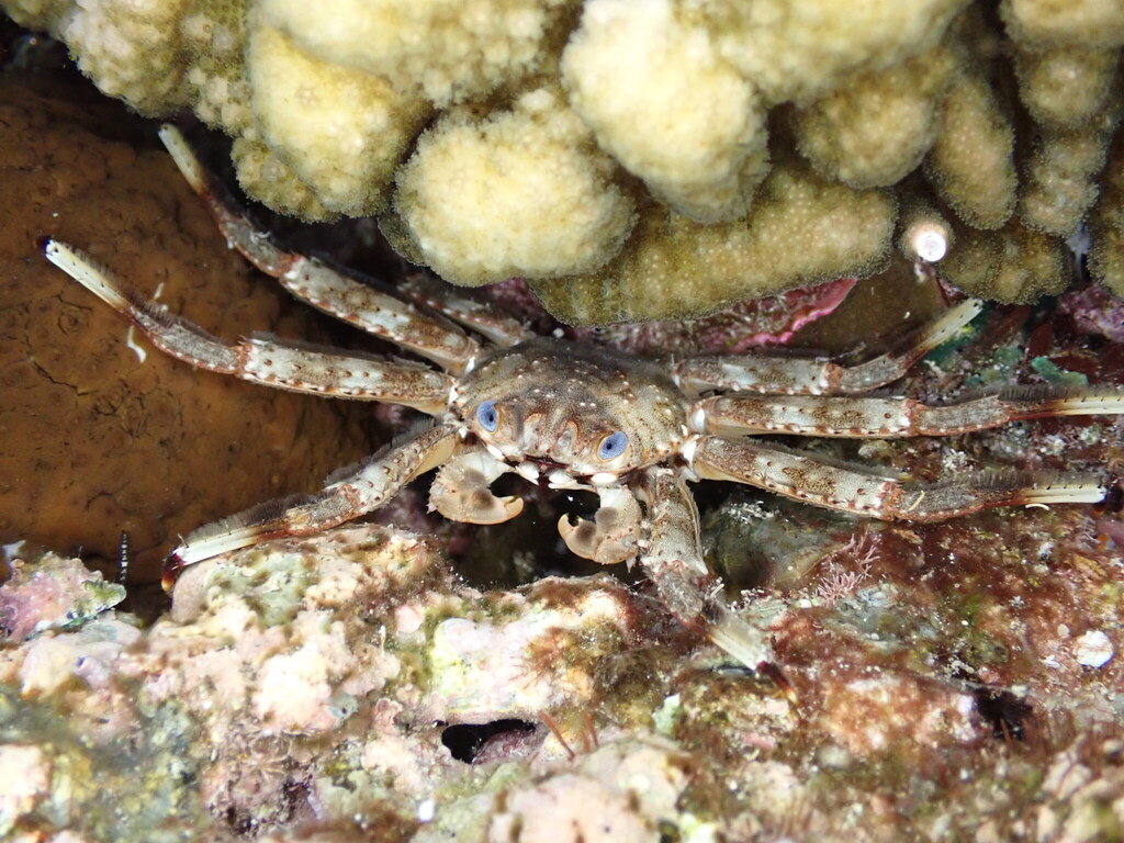 blue-eyed rock crab