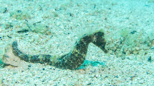 Sombere zeepaardje (Hippocampus fuscus) — Syngnathidae — 5