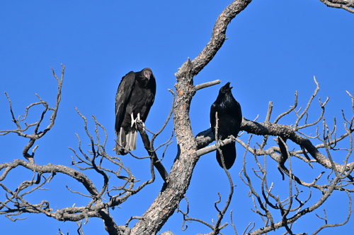 Turkey Vulture photographed in New Mexico