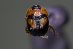 Bolbocerosoma farctum