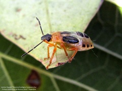 Supputius cincticeps