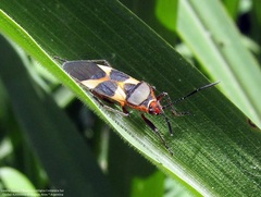 Oncopeltus unifasciatellus