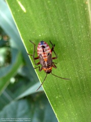 Oncopeltus unifasciatellus