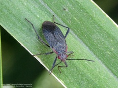 Jadera parapectoralis