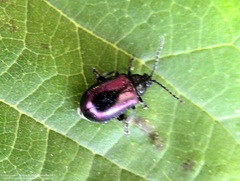 Macrohaltica transversa