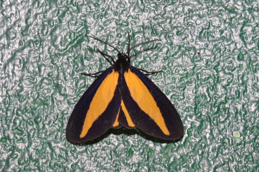Crocomela luxuriosa