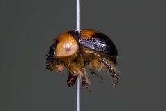 Bolbocerosoma farctum