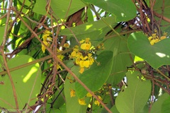 Stigmaphyllon bonariense