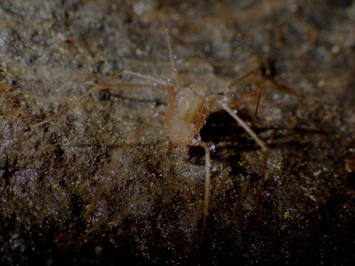 Loxosceles troglobia
