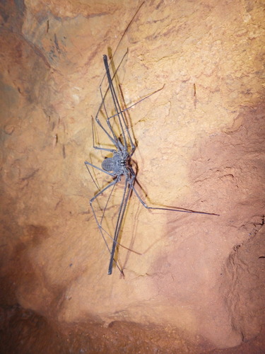 Trichodamon princeps