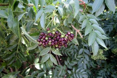 Sambucus australis