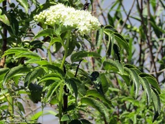 Sambucus australis