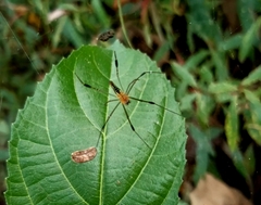 Nephila pilipes