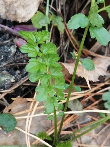 Cardamine impatiens iNat (2)