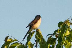 Lanius collurioides