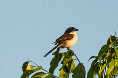 Lanius collurioides