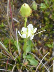 Parnassia parviflora