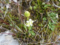 Parnassia parviflora