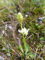 Parnassia parviflora