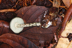 Austroboletus neotropicalis