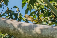 Pycnonotus finlaysoni