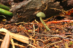 Austroboletus neotropicalis
