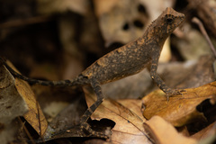 Acanthosaura coronata