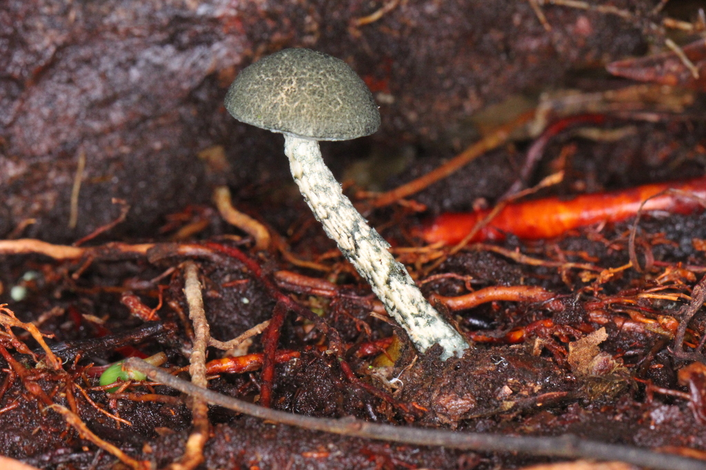 Austroboletus neotropicalis