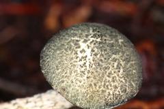 Austroboletus neotropicalis