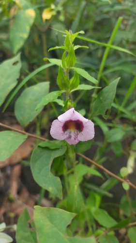 Centranthera siamensis