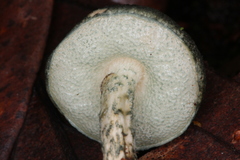 Austroboletus neotropicalis