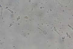 Austroboletus neotropicalis