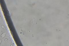 Austroboletus neotropicalis