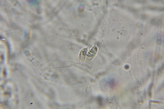 Austroboletus neotropicalis