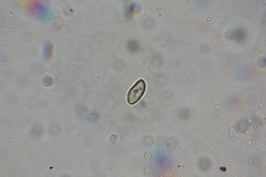 Austroboletus neotropicalis