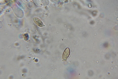 Austroboletus neotropicalis