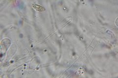 Austroboletus neotropicalis