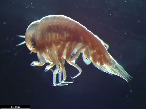 Hyperoche medusarum