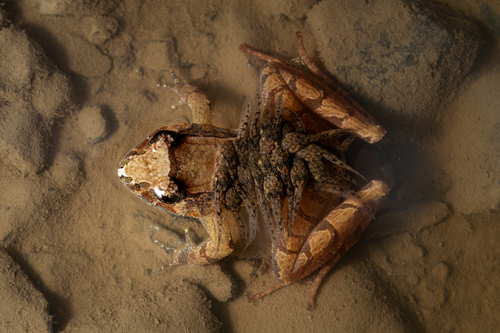 Limnonectes kinabaluensis