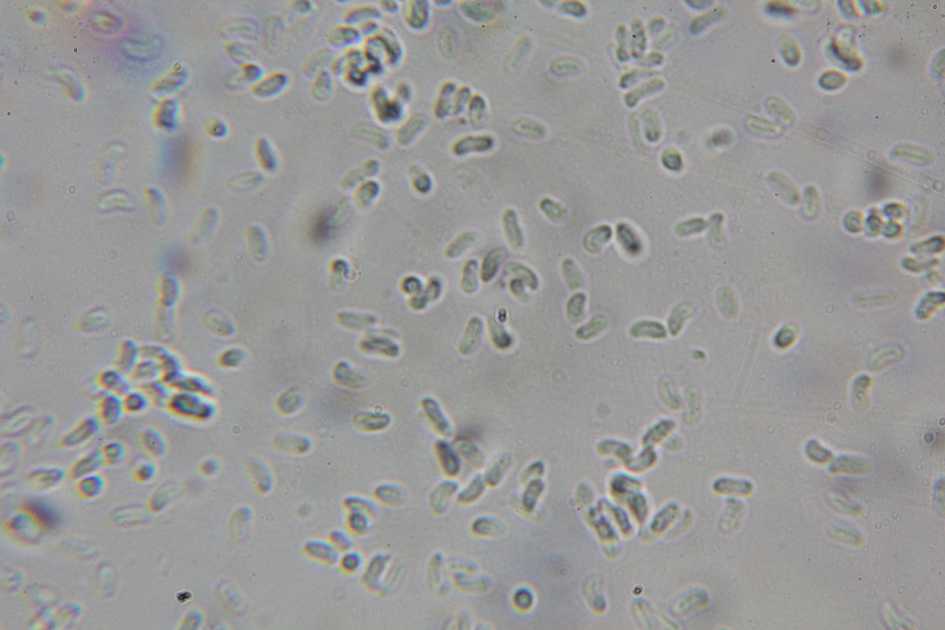 Isaria image