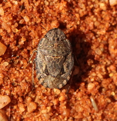 Sciocorini