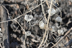 Physalis pubescens