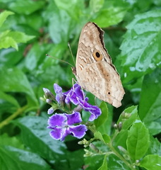 Junonia lemonias aenaria