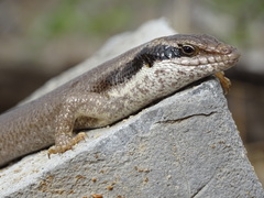 Trachylepis binotata