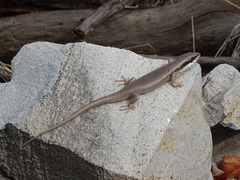 Trachylepis binotata