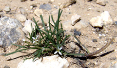 Leptaleum filifolium